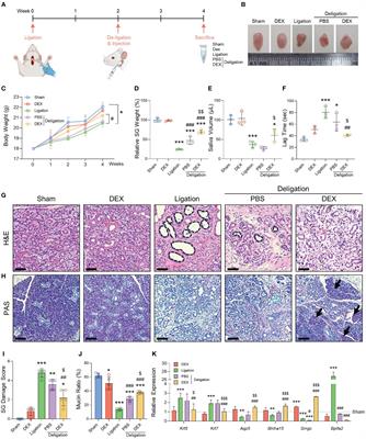 Retroductal dexamethasone administration promotes the recovery from obstructive and inflammatory salivary gland dysfunction